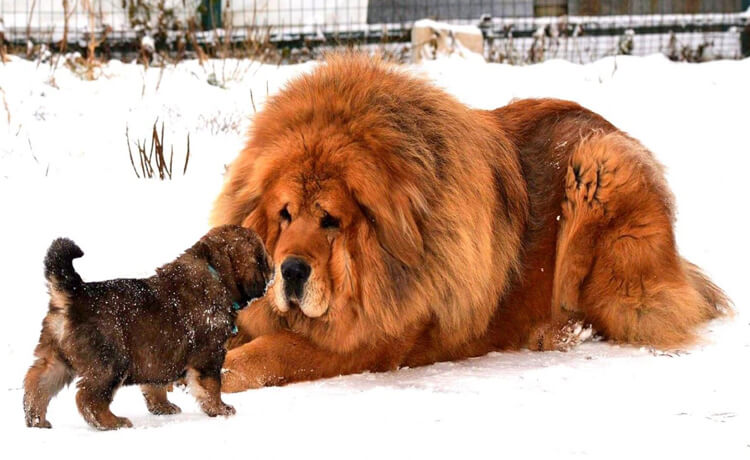 Tibetan Mastiff